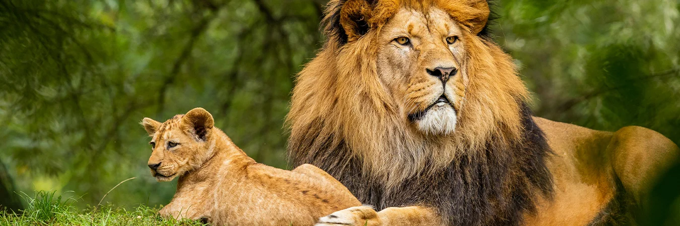 How to Reach Gir National Park