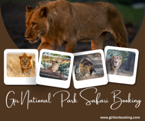 Gir Lion booking