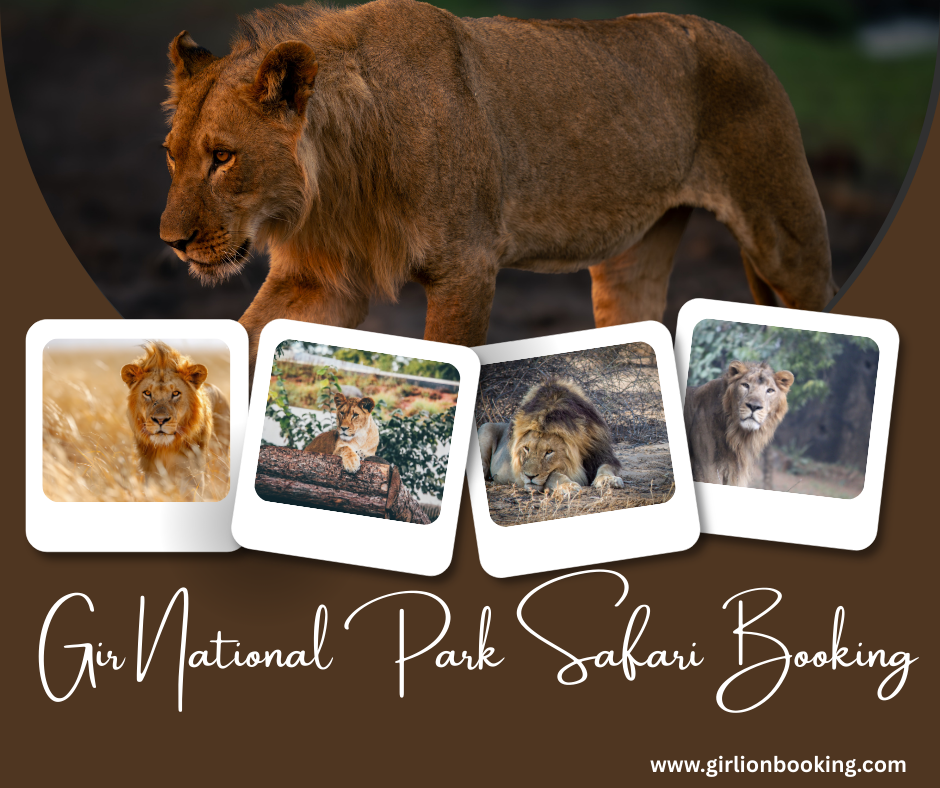 Gir Lion booking