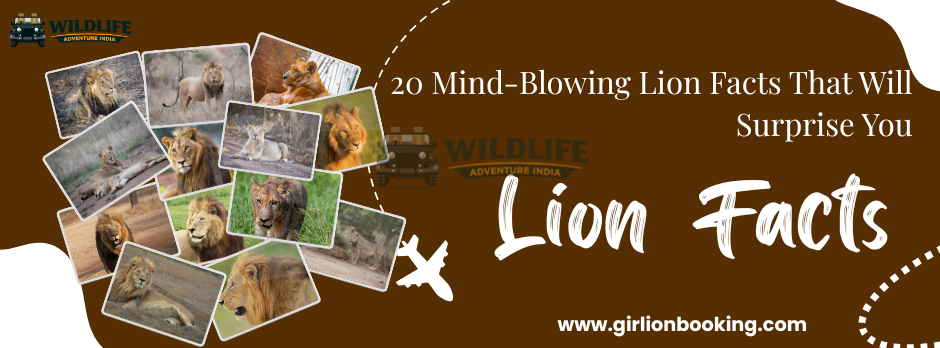 20 Mind-Blowing Lion Facts That Will Surprise You