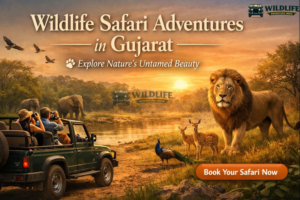Wildlife Safari Adventures in Gujarat