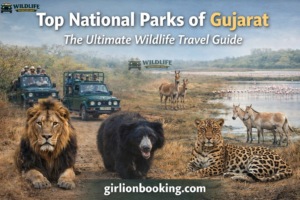 Top National Parks of Gujarat: The Ultimate Wildlife Travel Guide