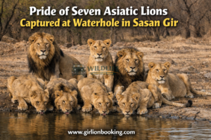 Seven Asiatic Lions