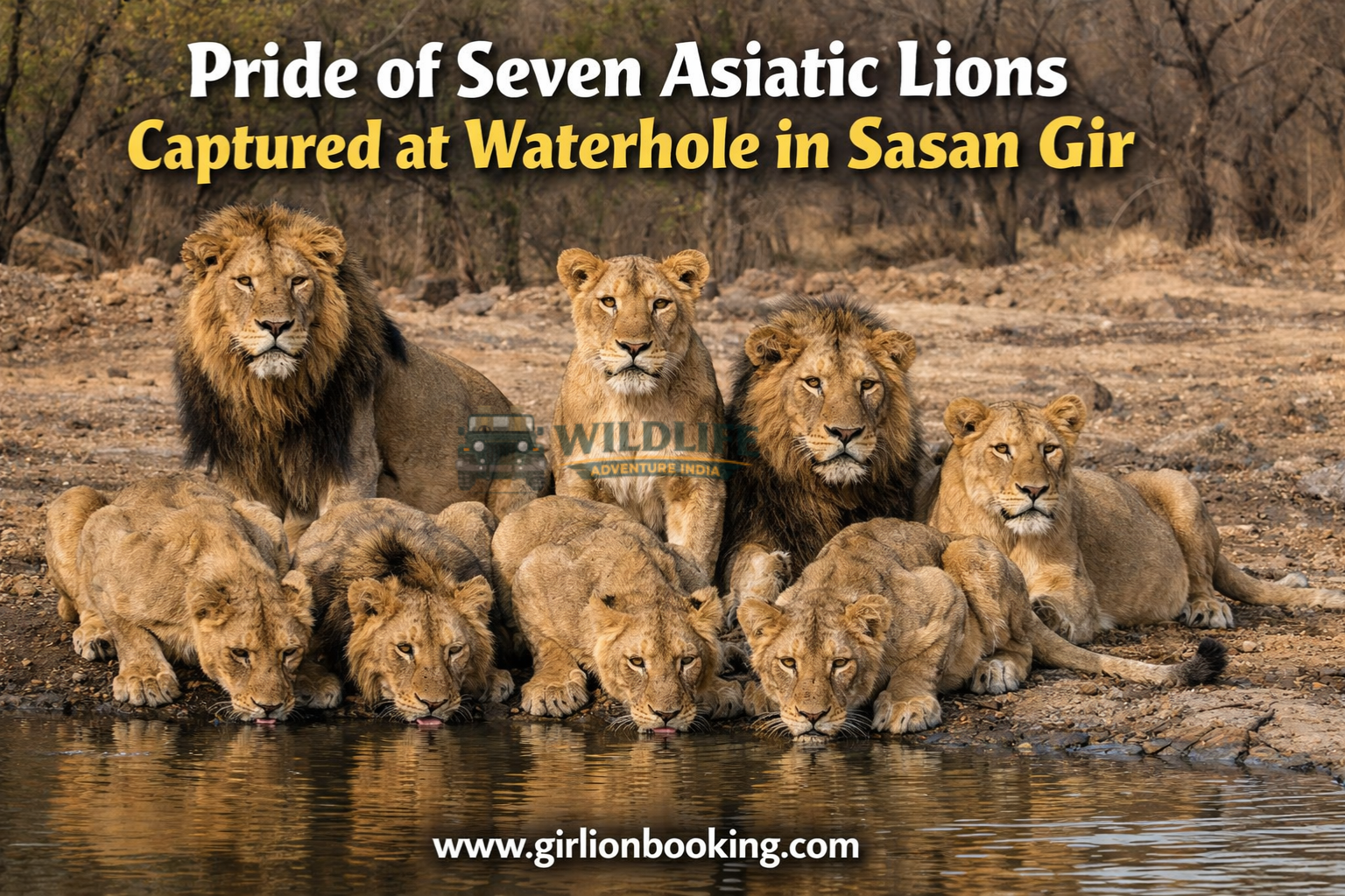 Seven Asiatic Lions