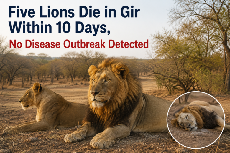 Five Lions Die in Gir Within 10 Days, No Disease Outbreak Detected