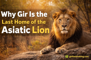 Why Gir Is the Last Home of the Asiatic Lion
