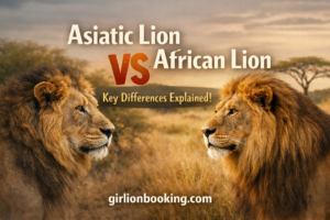 Asiatic Lion vs African Lion: Key Differences Explained