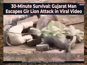 30-Minute Survival Gujarat Man Escapes Gir Lion Attack in Viral Video