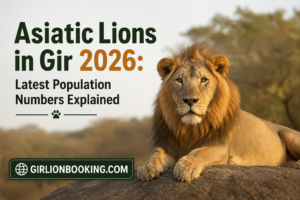 Asiatic Lions in Gir 2026 Latest Population Numbers Explained