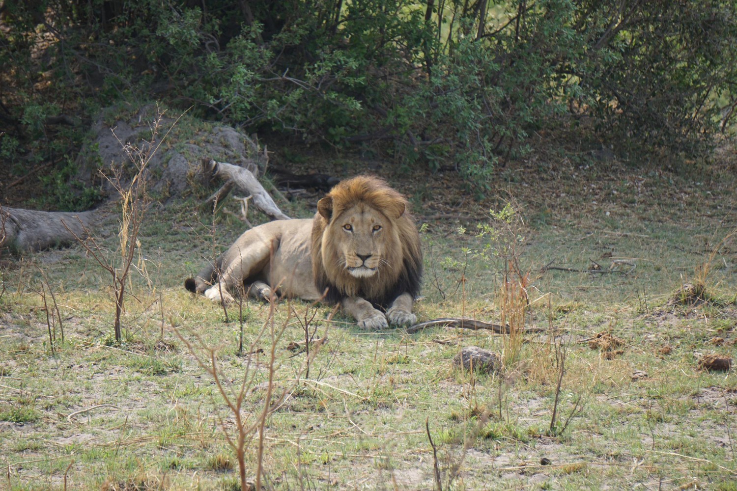 Gir National Park