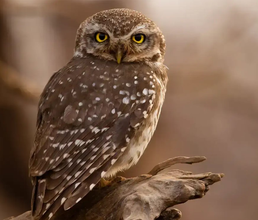 Birds of Girnar