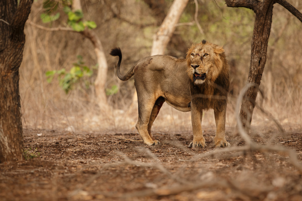 Girnar Safari
