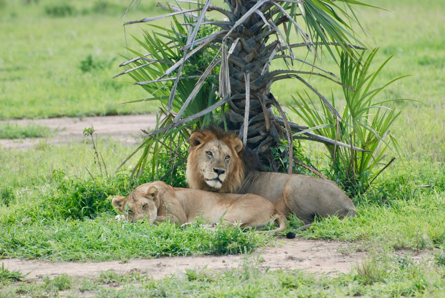 Gir National Park
