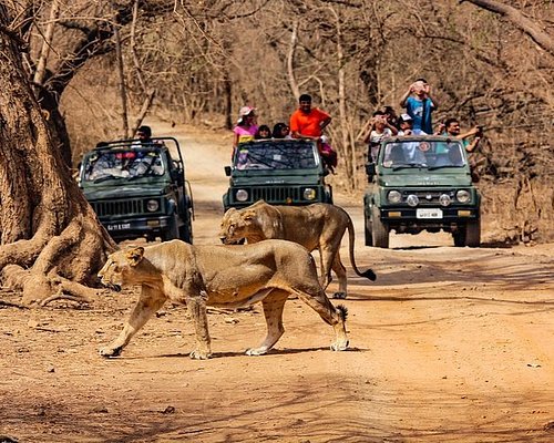 sasan gir safari booking