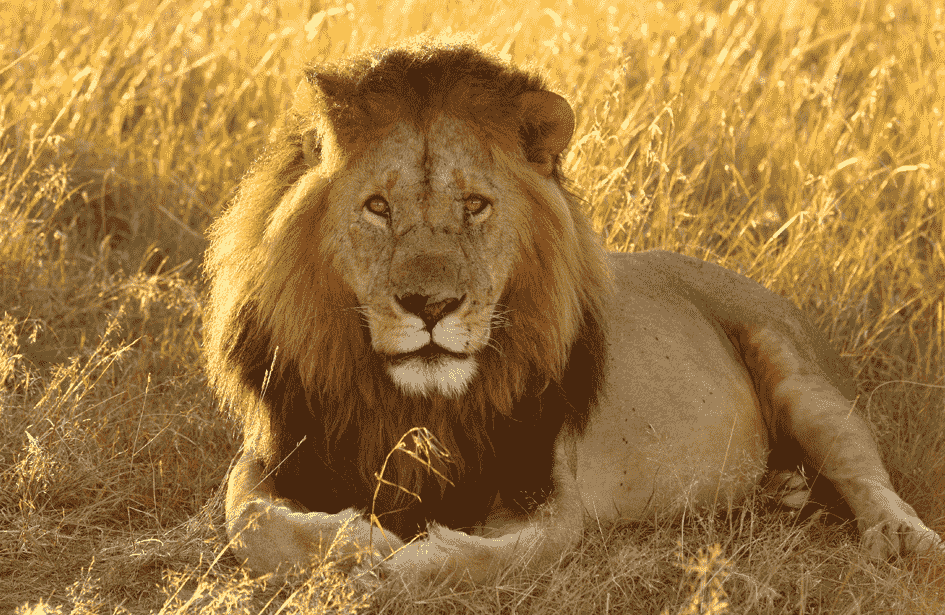 gir lion safari video